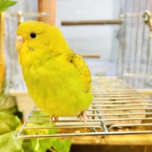 【最新画像あり！祝☆一人餌】むっちり♫たまごちゃん風。。　セキセイインコ　スパングル～～