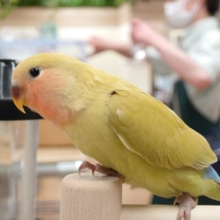 イヤなものは、いやっ！　はっきりさん～～　コザクラインコ　シナモン～～