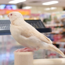 じゅんちょーにせいちょーー☆　シナモン文鳥♬