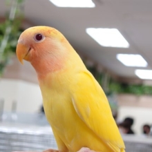 ピンクグレープフルーツ、みたいに美味しそう♬　コザクラインコ　ルチノーオパーリン〜～
