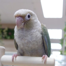 【最新画像更新！】遊び方は優しく。。食事はハゲシイーー　ウロコインコ　ブルーシナモン☆