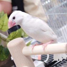涼しい顔して、実は。。。　白文鳥〜〜