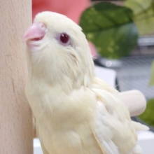キュルキュル〜〜ご飯をきゅるるる～～　サザナミインコ　クリームイノ☆