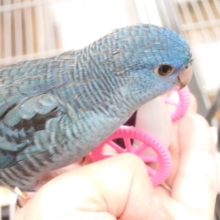 最新画像になります☆　ふふっ♫　サザナミインコ　コバルト☆