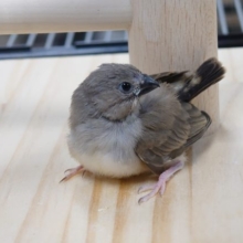 ちょっとオトナぶりたい？？　キンカチョウ〜〜