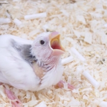 食事がね。。。楽しみなのさ☆     白文鳥〜〜