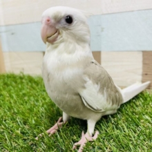 ベタ馴れの予感がします☆オカメインコのホワイトフェイスシナモンパイド