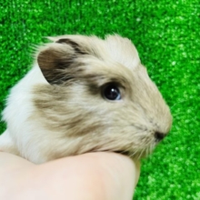 手のひらサイズ☆クレステッドモルモット(男の子)