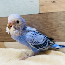 鮮やかブルーのセキセイインコやって来ました〜