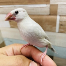 最新画像アップしました！ヒナ餌卒業☆元気いっぱい★シルバー文鳥のヒナ入舎しました！