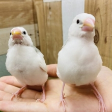 あと１羽！！最新画像アップしました！美白なヒナさんたちです☆白文鳥！！　