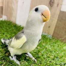 最新画像アップしました！手乗りのできるベタ馴れちゃん☆コザクラインコのモーブパイドカラー！