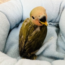 シックな色合いがｽﾃｷ☆オリーブ小桜インコ