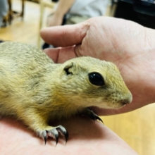 大きい目がチャームポイント☆リチャードソンジリス(男の子)
