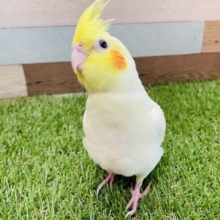 最新画像有り☆甘え上手な可愛いヒナさん☆オカメインコのルチノーカラー！