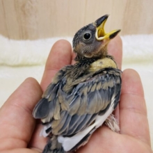元気にご飯アピール★ 桜文鳥さん！