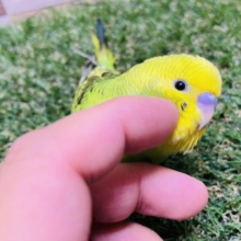 最新画像有り☆定番人気のセキセイインコ！オパーリンやって来ました♪
