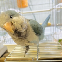 人が大好き♡甘え上手のオキナインコ(ブルー)