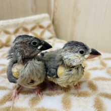 残り1羽です！！かわいいかわいい桜文鳥さんお店に居ます＜＜