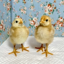 ボリスブラウン ヒヨコちゃん 2羽入舎しました〜✨🐥🐥 5/31