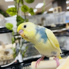 【最新画像あり！一人餌になりました♬︎】淡いカラーがとてもキレイ✨セキセイインコ(パステルレインボーハルクイン)