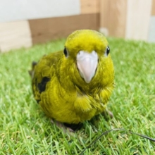 最新画像有り☆くりっとおめめのサザナミインコ♪シックなカラーのオリーブです！