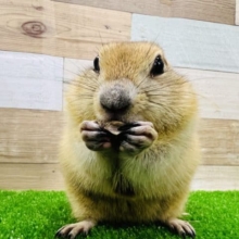 最新画像更新☆食いしん坊リチャードソンジリスの男の子☆