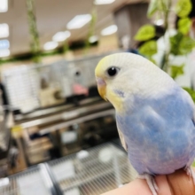 大きな目がチャームポイント！セキセイインコ(パステルオパーリン)