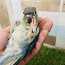 最新画像有り！にぎころもできちゃうベタ馴れさん☆ウロコインコのブルーカラー！