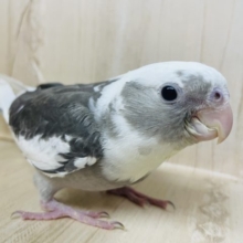 最新画像になります★こんにちは♪ホワイトフェイスのオカメさん！ オカメインコ ホワイトフェイスパイド