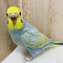 レインボーセキセイさん！　セキセイインコ　レインボー