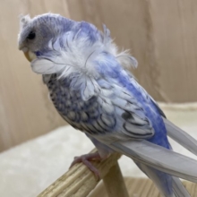ふわふわ奇麗なんです♪♪♪　羽衣セキセイインコ　スパングル