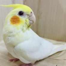 定番人気！　オレンジほっぺのオカメさん！　オカメインコ　ルチノー