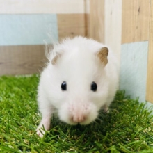 真っ白ふわふわな長毛ハムスターいますよ♪