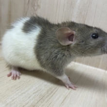 かまってくださいなファンシーラット　レッキス　女の子