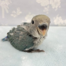 青色❤️コザクラインコ(ブルーチェリー)  2022年4月生まれ