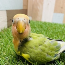 最新画像有り☆幼さ残る可愛らしいヒナさん☆コザクラインコのタイガーチェリーカラー！