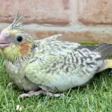 癒し系カラー♪　オカメインコ“シナモンパール”  2022.5/20撮影