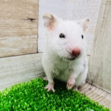 ぶちぶち♪ダルメシアンハムスター☆