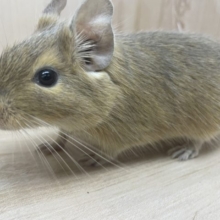 サンドデグーの虜になっちゃう！？　デグー
