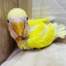 明るいカラーの元気っ仔☆コザクラインコのルチノーカラー！