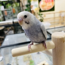 ライラック！落ち着きあるモーブタイプです～～　セキセイインコ　ライラックモーブ♫