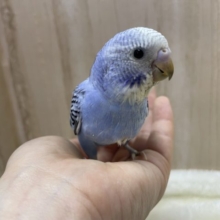 黒の模様に目を惹かれます♡ セキセイインコ　オパーリン