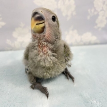 愛情たっぷり❤️コザクラインコ(ノーマル)  2022年4月生まれ