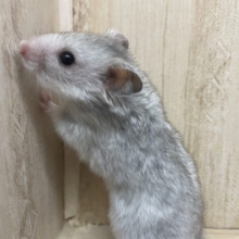 パンダみたいな〜カラーハムスターさん！　カラーハムスター　セーブル系