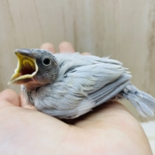 人気者のシルバー文鳥さん登場です★ シルバー文鳥