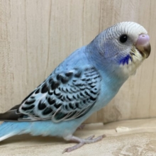 ブルーのオパーリン！！　セキセイインコ　オパーリン