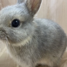 小さくてもいっぱいほおばるの！！ネザーランドドワーフ　オパール