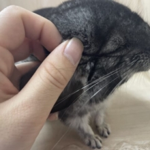 チンチラ代表☆☆☆かきかき好きなんです　チンチラ　グレー