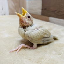 優しい色合いの文鳥さん☆シナモン文鳥！
